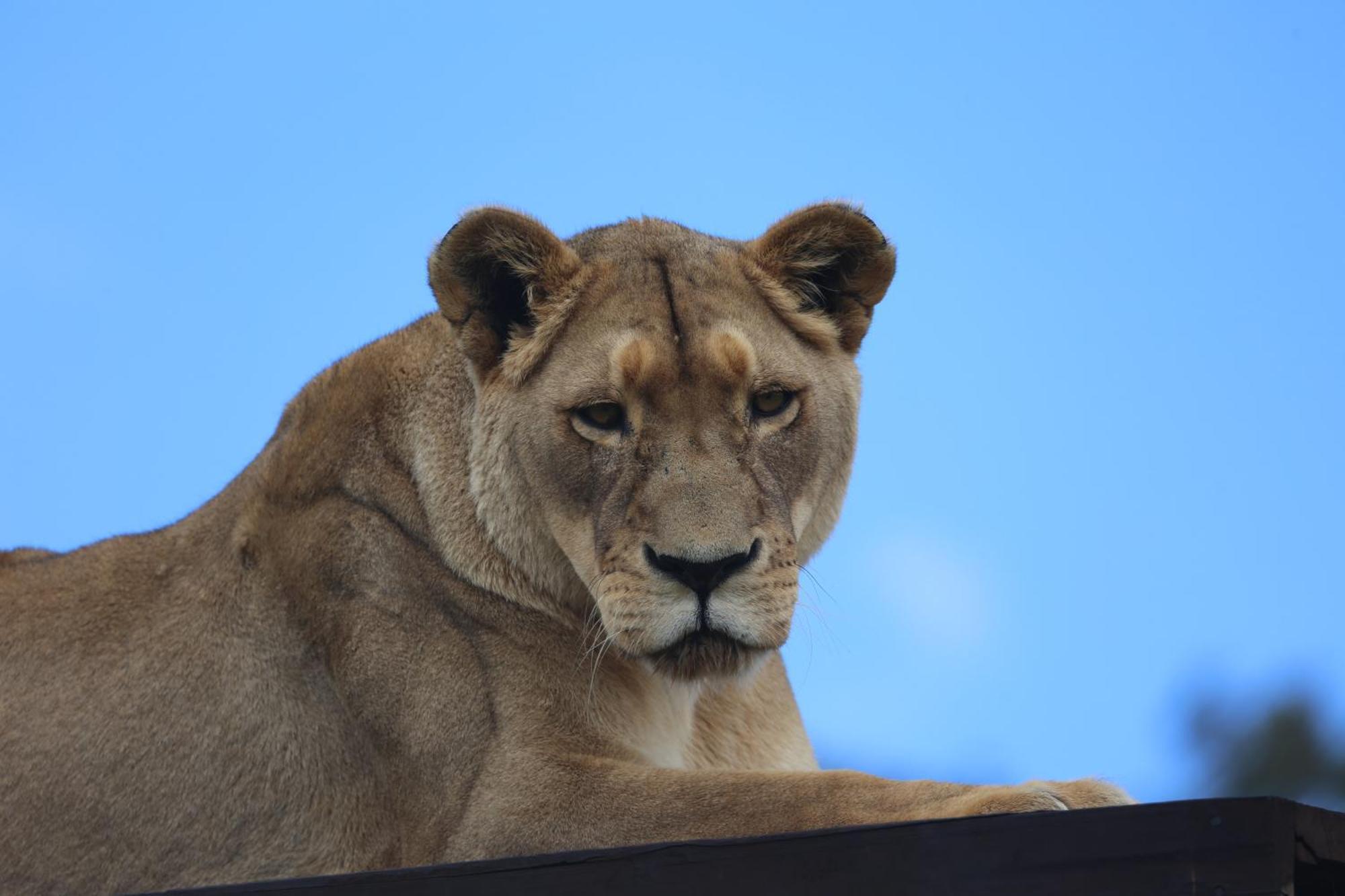 Villa Lionsrock Big Cat Sanctuary Bethlehem Esterno foto