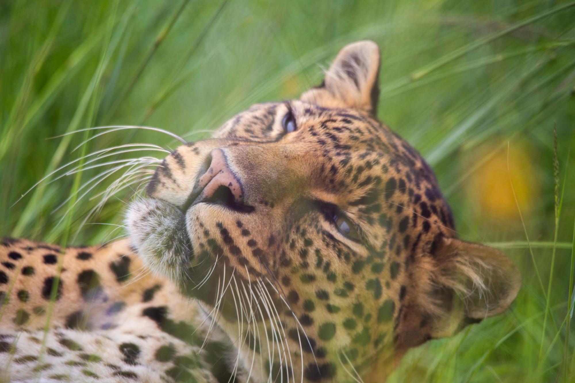 Villa Lionsrock Big Cat Sanctuary Bethlehem Esterno foto