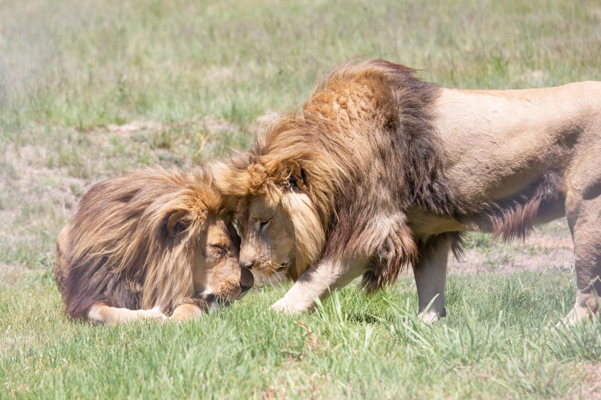 Villa Lionsrock Big Cat Sanctuary Bethlehem Esterno foto