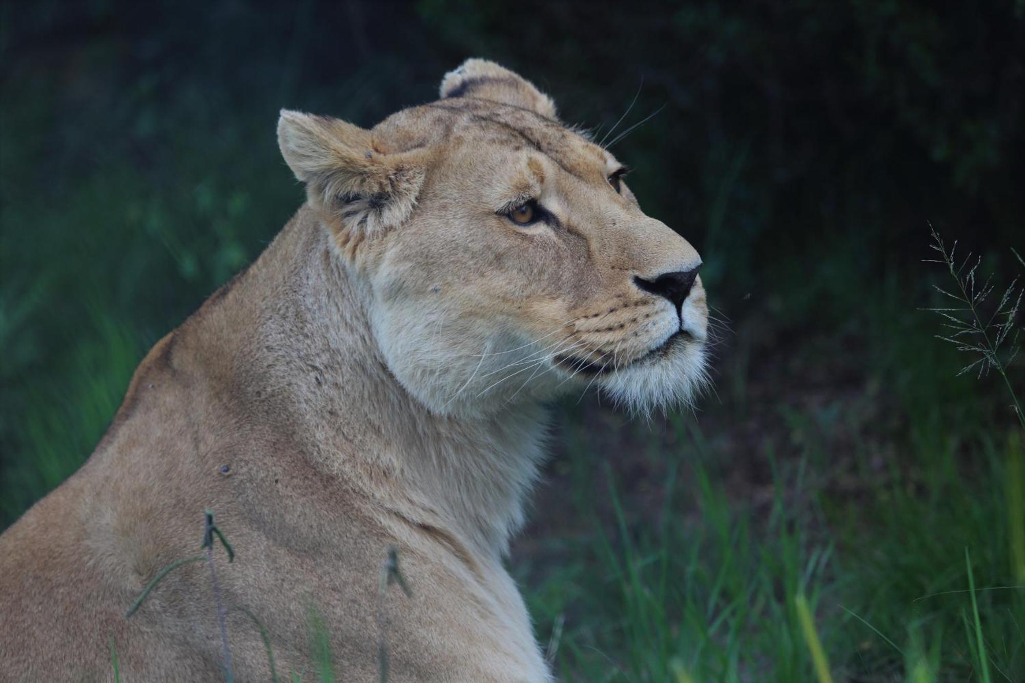 Villa Lionsrock Big Cat Sanctuary Bethlehem Esterno foto