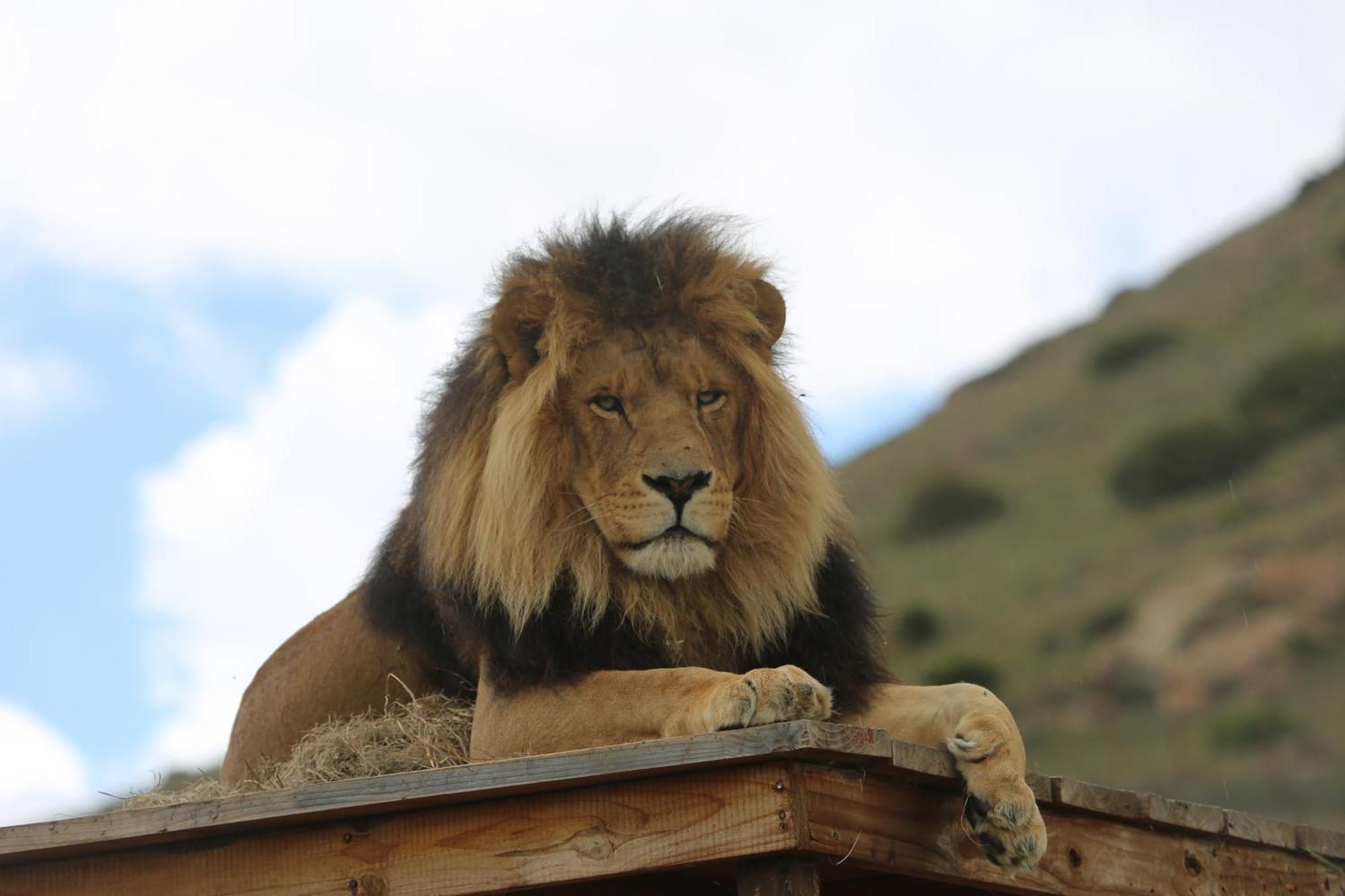 Villa Lionsrock Big Cat Sanctuary Bethlehem Esterno foto