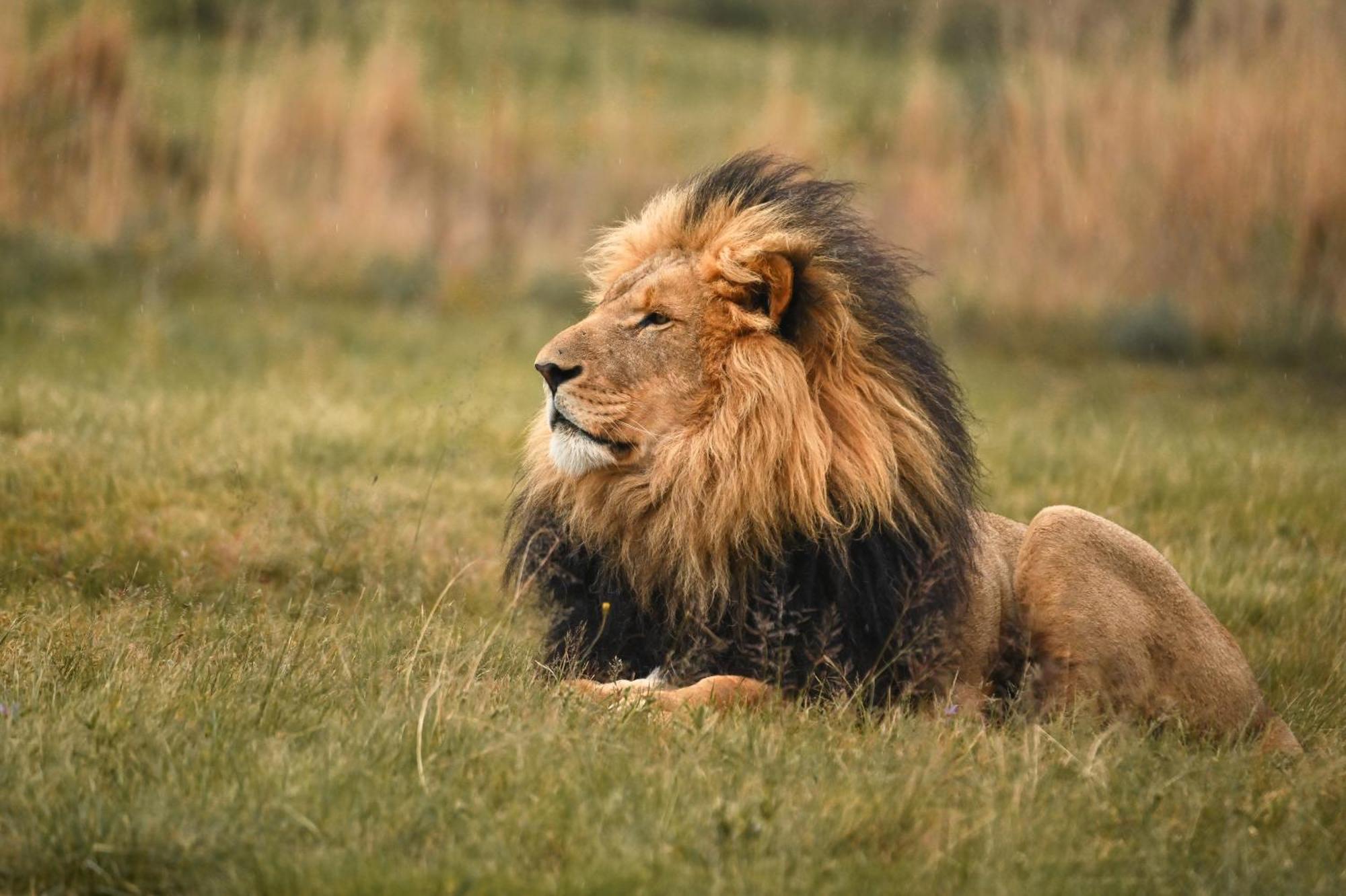 Villa Lionsrock Big Cat Sanctuary Bethlehem Esterno foto