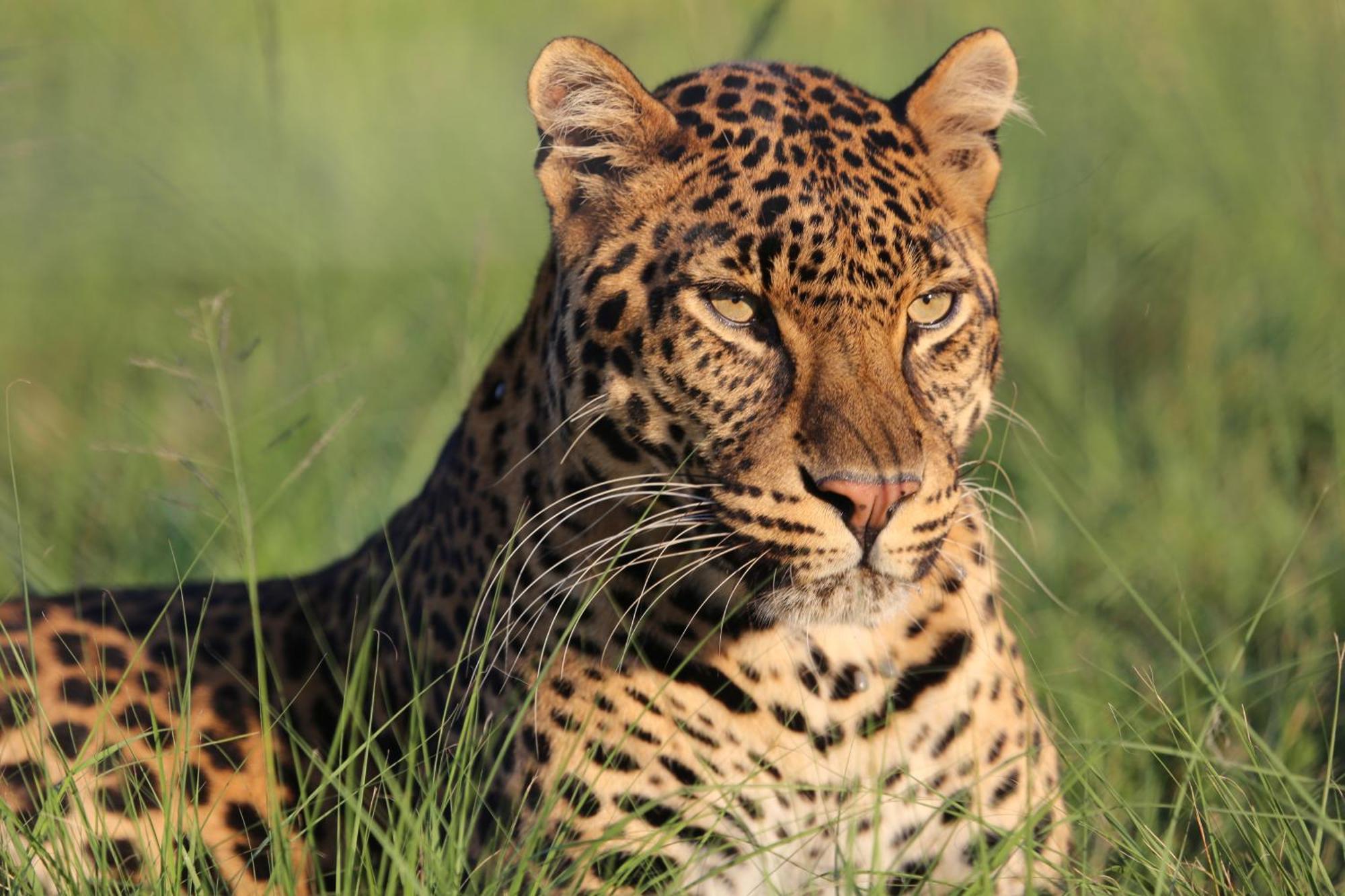Villa Lionsrock Big Cat Sanctuary Bethlehem Esterno foto