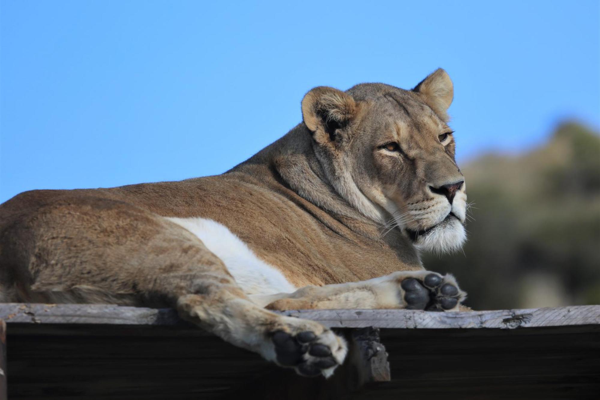 Villa Lionsrock Big Cat Sanctuary Bethlehem Esterno foto