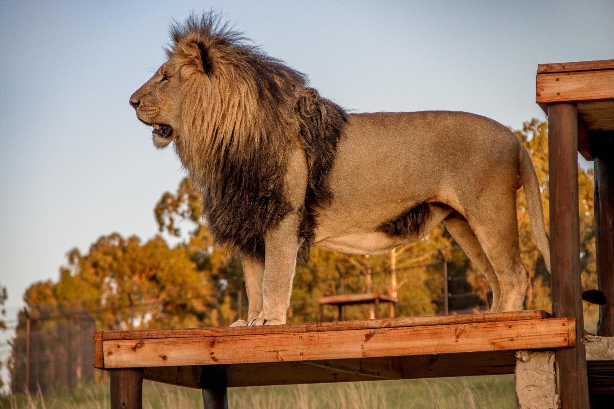 Villa Lionsrock Big Cat Sanctuary Bethlehem Esterno foto