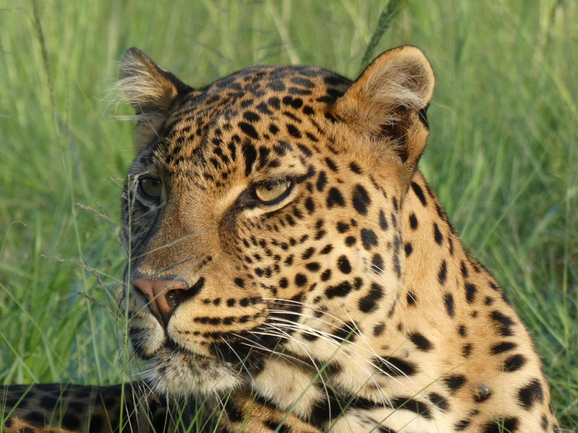 Villa Lionsrock Big Cat Sanctuary Bethlehem Esterno foto