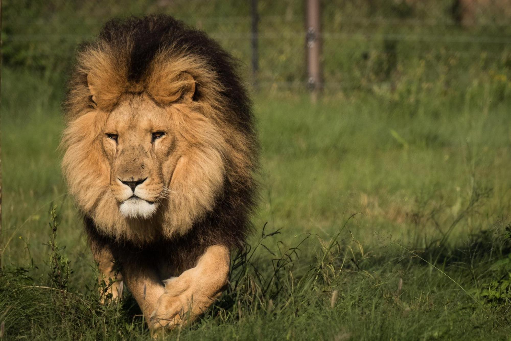 Villa Lionsrock Big Cat Sanctuary Bethlehem Esterno foto