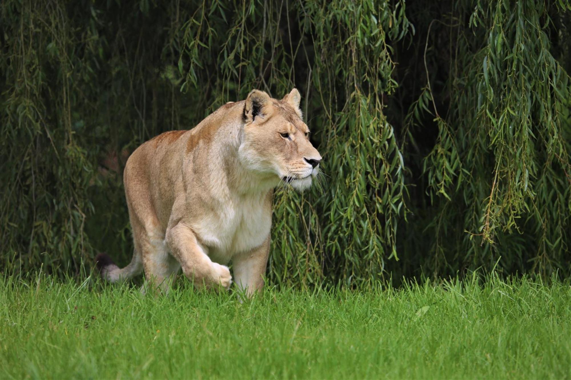 Villa Lionsrock Big Cat Sanctuary Bethlehem Esterno foto
