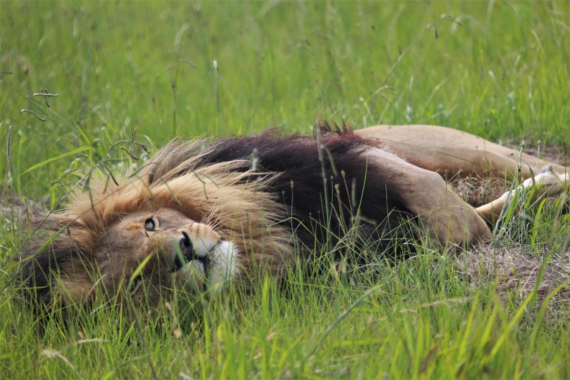 Villa Lionsrock Big Cat Sanctuary Bethlehem Esterno foto