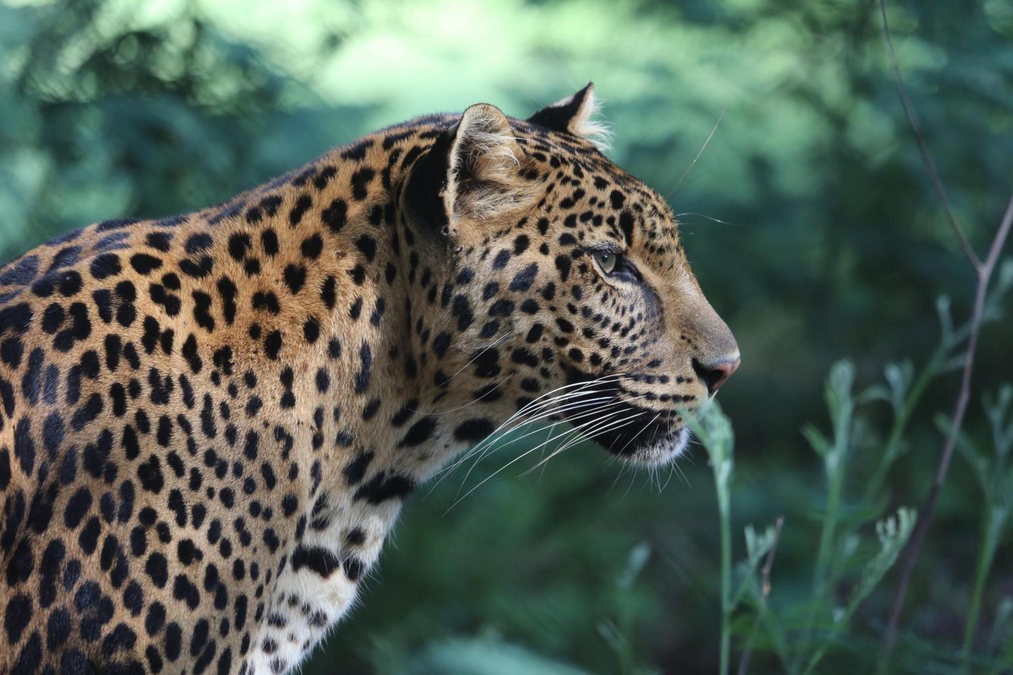 Villa Lionsrock Big Cat Sanctuary Bethlehem Esterno foto
