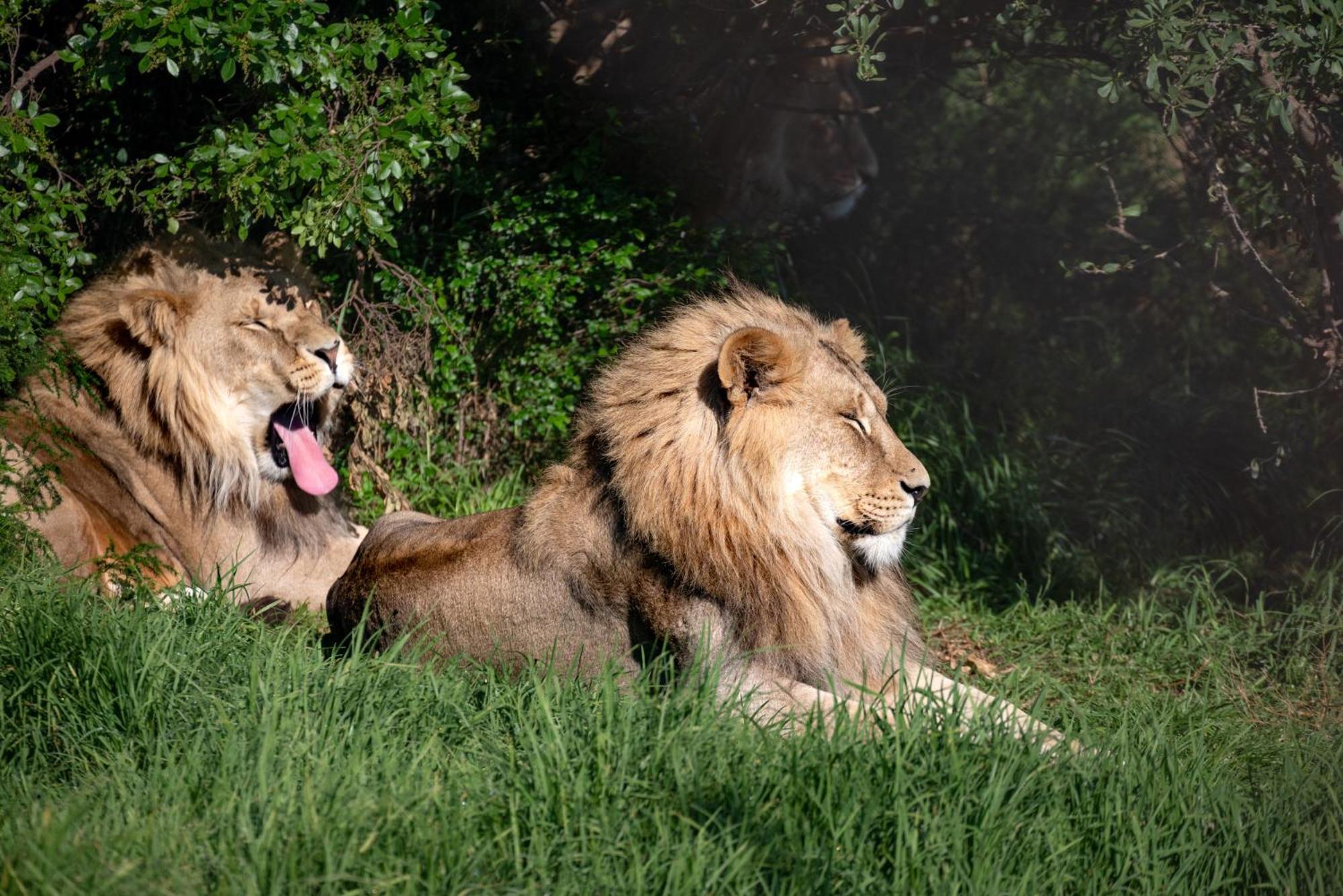 Villa Lionsrock Big Cat Sanctuary Bethlehem Esterno foto