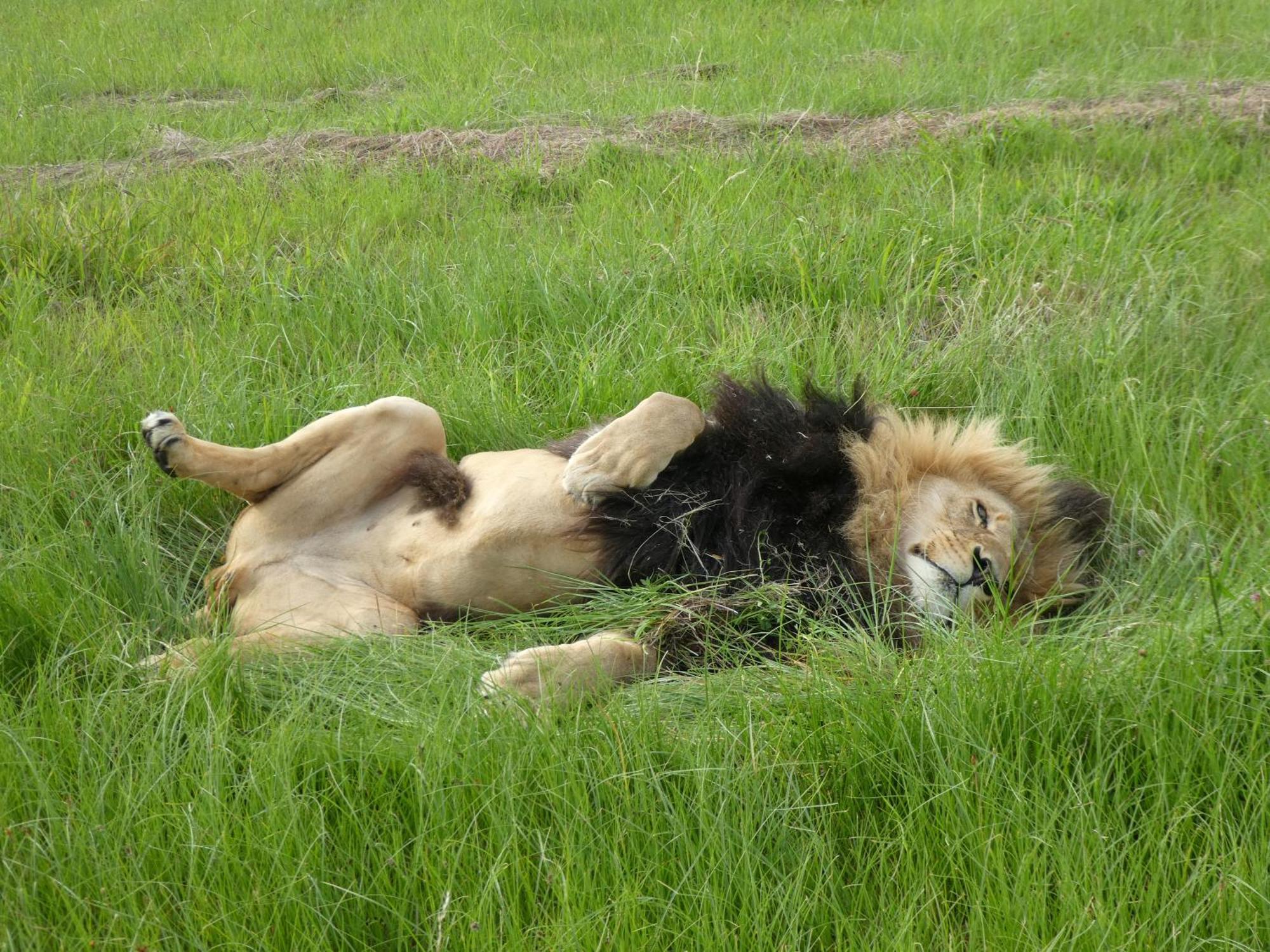 Villa Lionsrock Big Cat Sanctuary Bethlehem Esterno foto