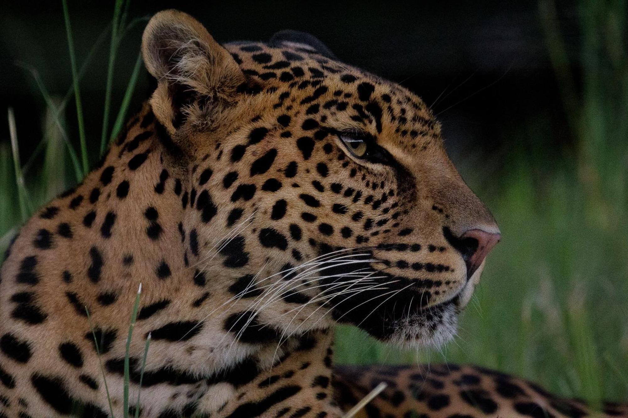 Villa Lionsrock Big Cat Sanctuary Bethlehem Esterno foto