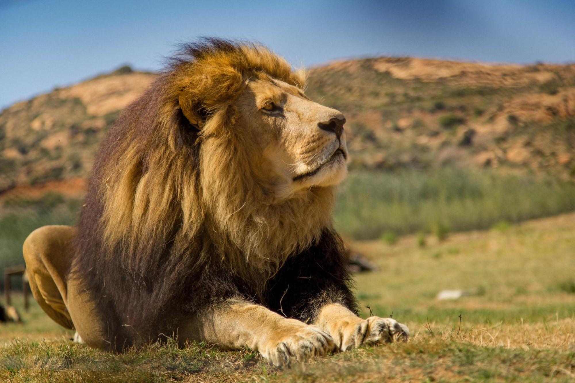 Villa Lionsrock Big Cat Sanctuary Bethlehem Esterno foto