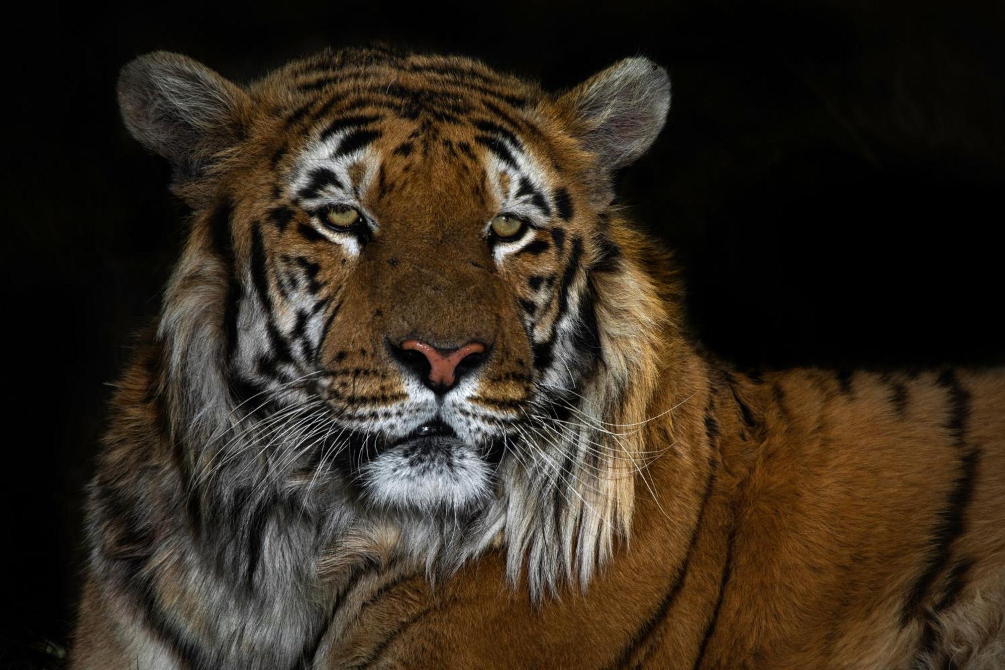 Villa Lionsrock Big Cat Sanctuary Bethlehem Esterno foto