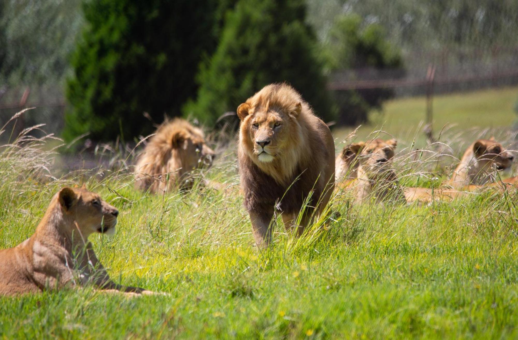 Villa Lionsrock Big Cat Sanctuary Bethlehem Esterno foto