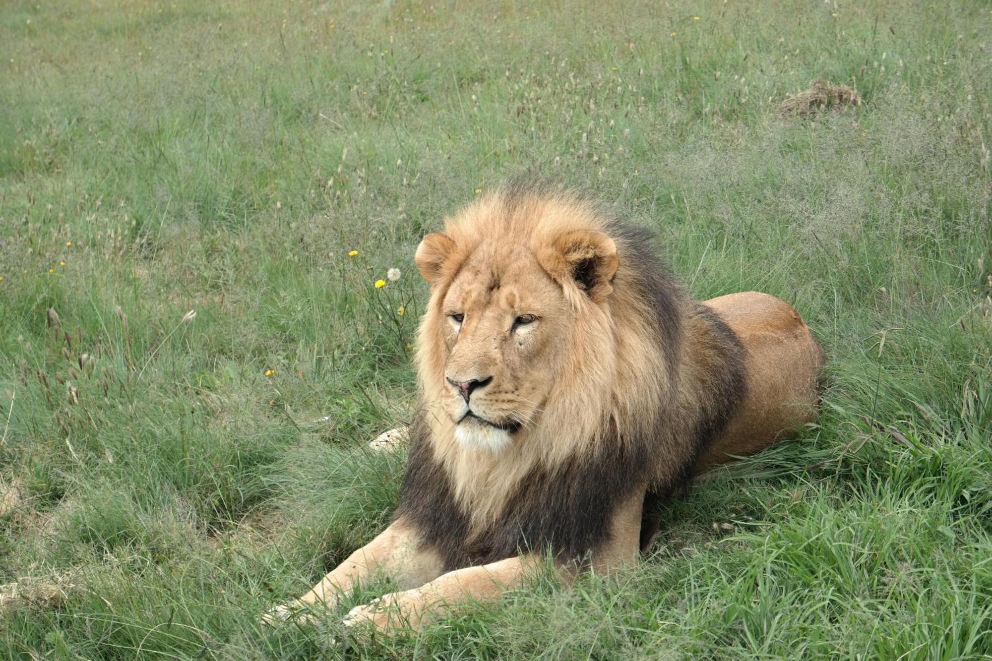 Villa Lionsrock Big Cat Sanctuary Bethlehem Esterno foto