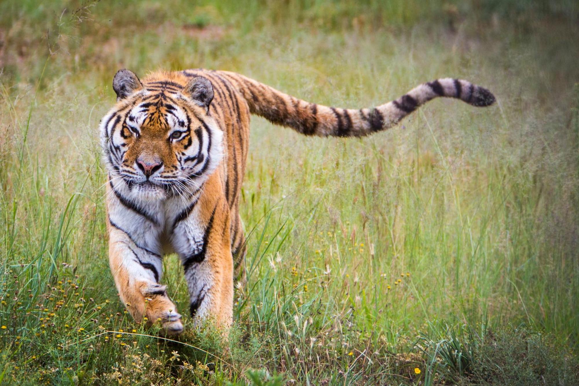 Villa Lionsrock Big Cat Sanctuary Bethlehem Esterno foto