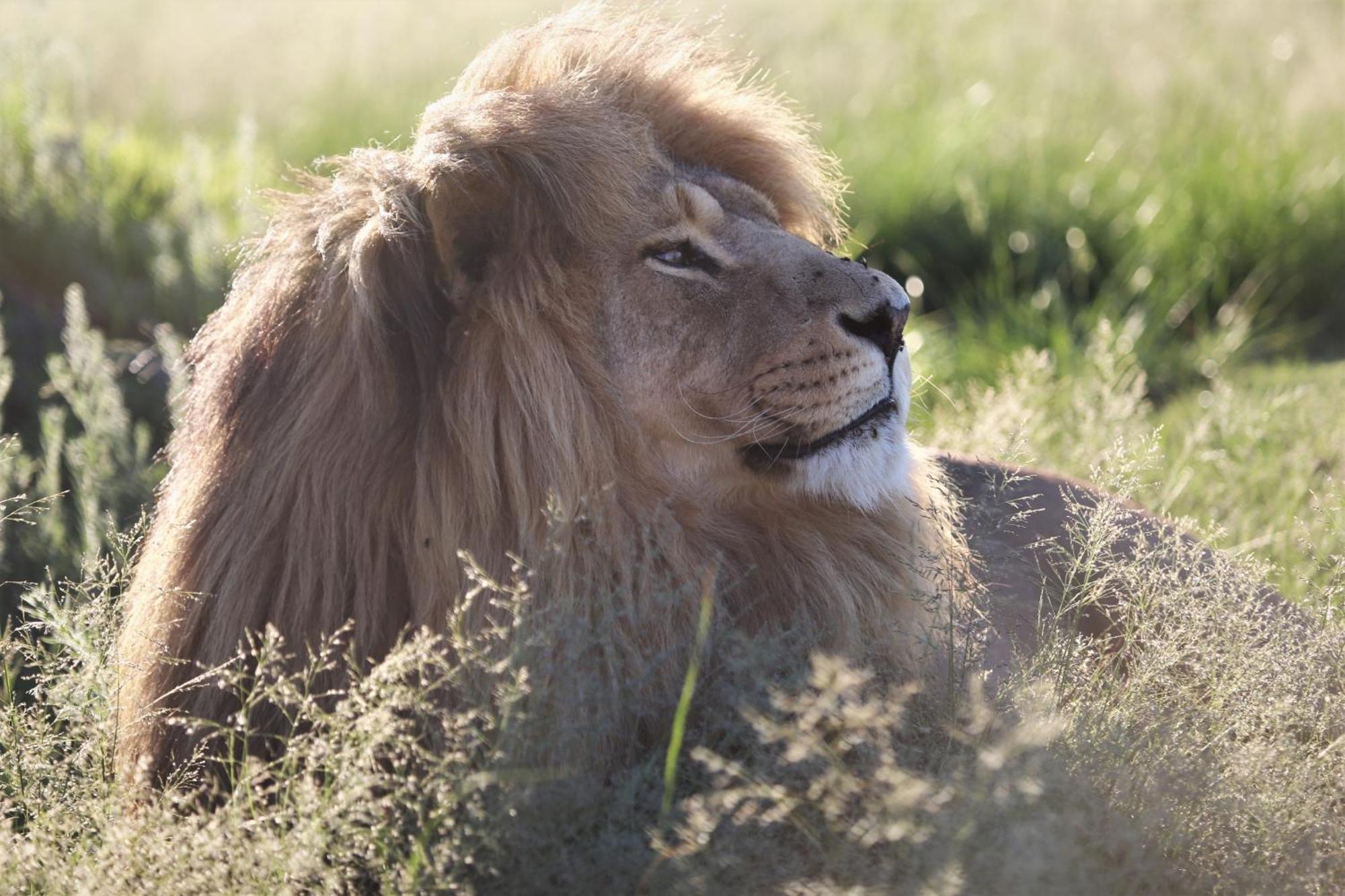 Villa Lionsrock Big Cat Sanctuary Bethlehem Esterno foto