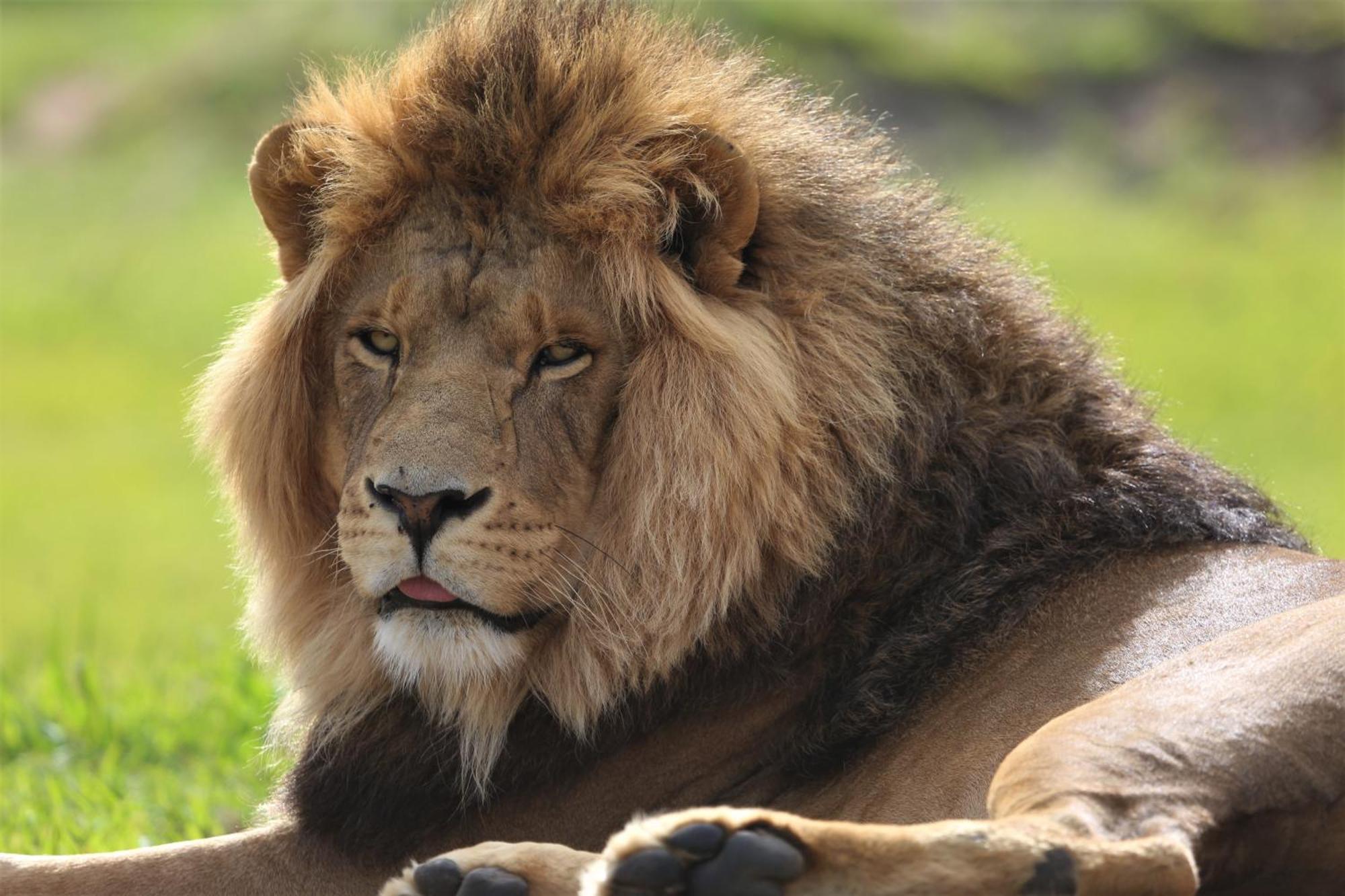Villa Lionsrock Big Cat Sanctuary Bethlehem Esterno foto