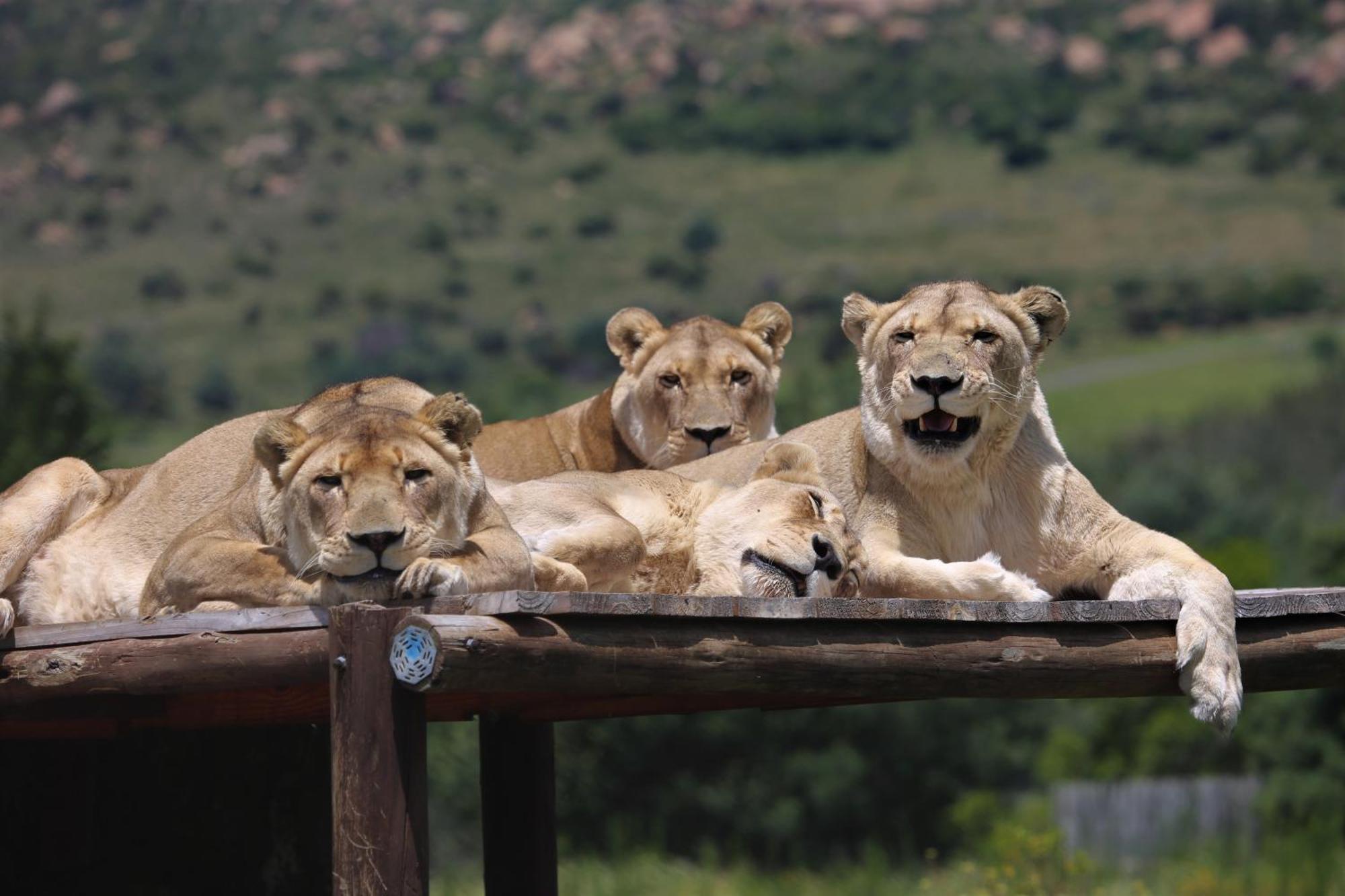 Villa Lionsrock Big Cat Sanctuary Bethlehem Esterno foto