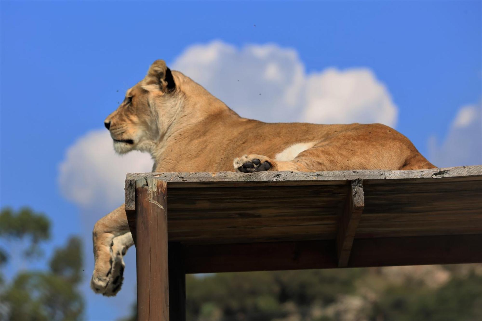 Villa Lionsrock Big Cat Sanctuary Bethlehem Esterno foto