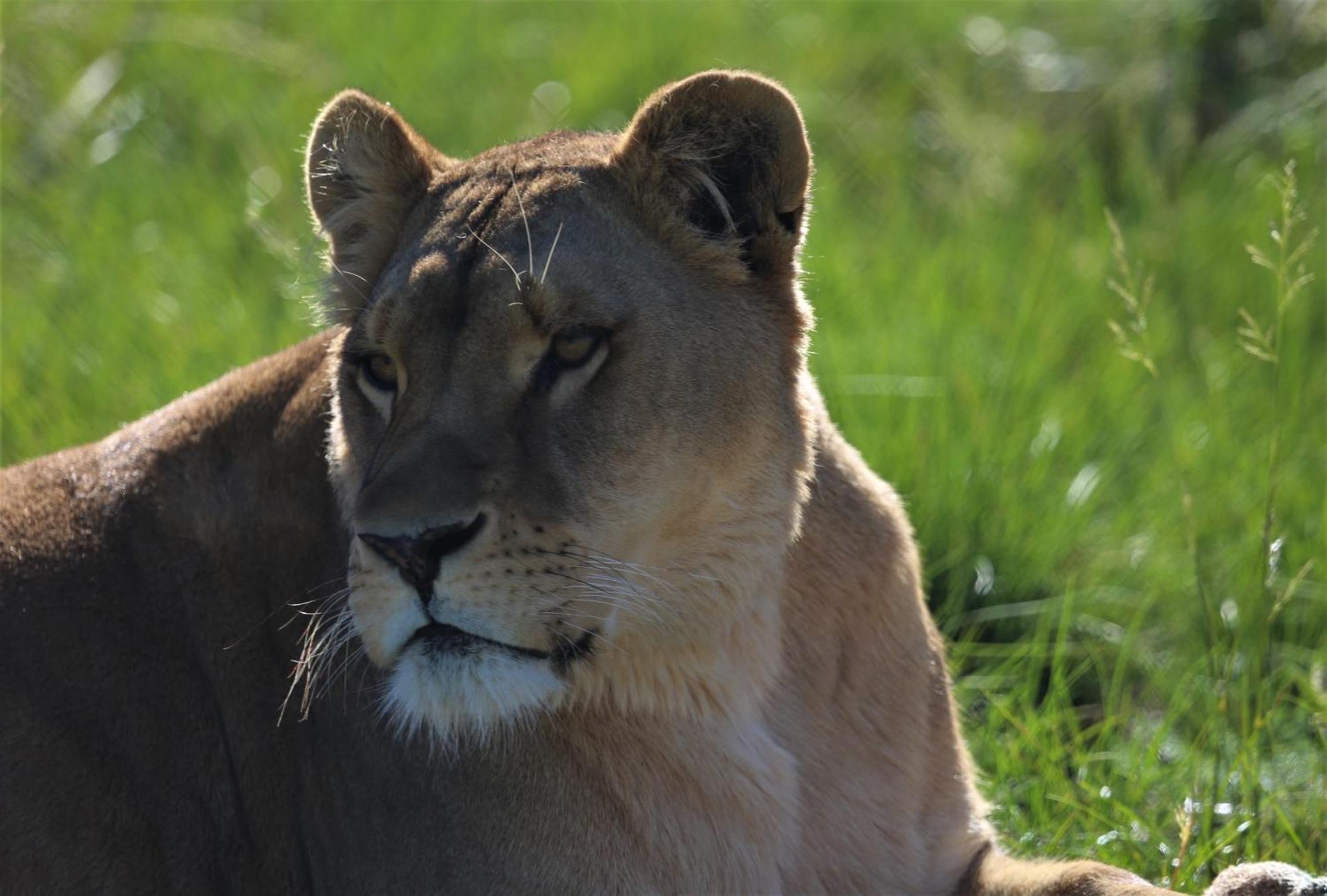 Villa Lionsrock Big Cat Sanctuary Bethlehem Esterno foto