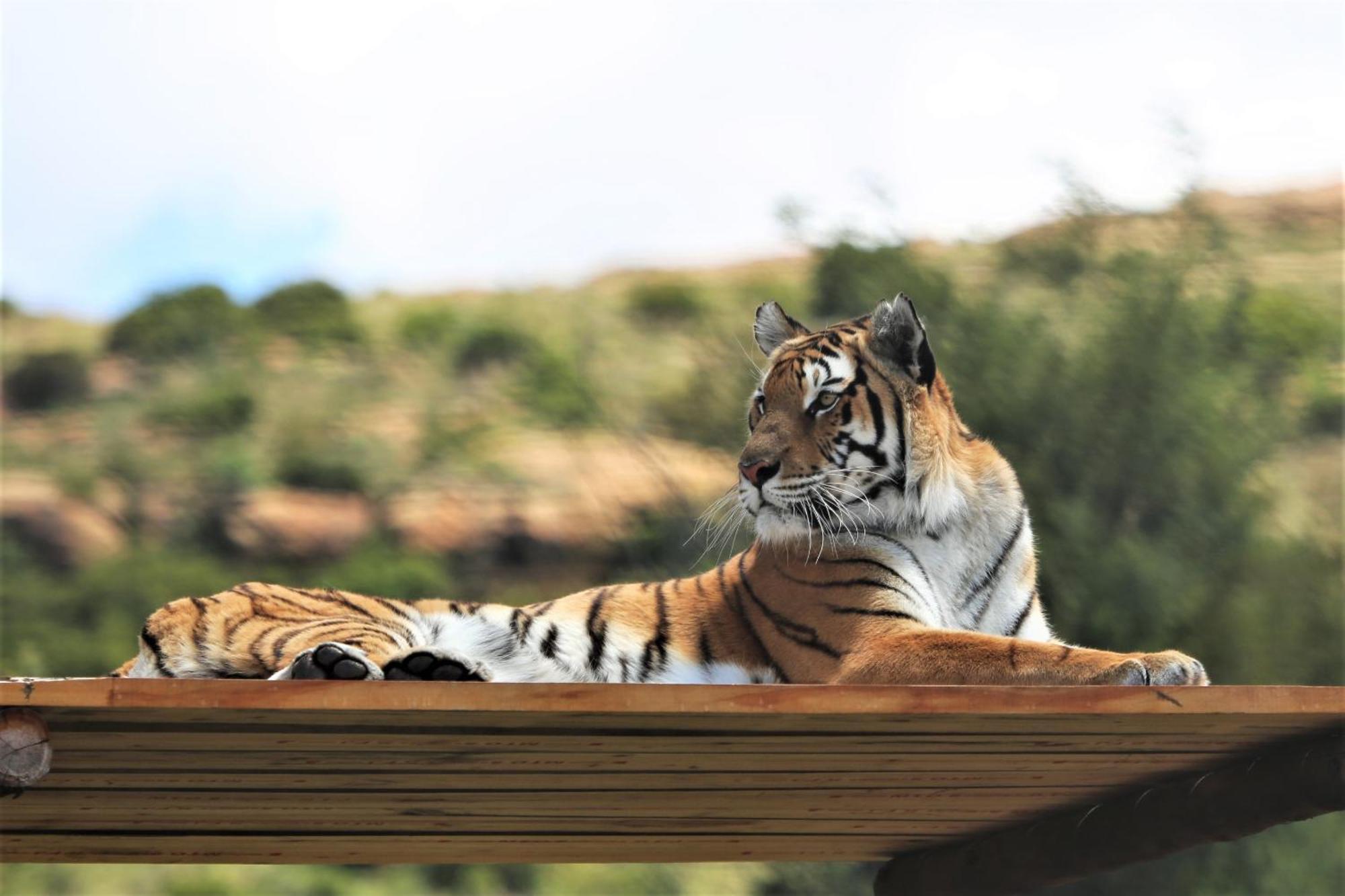 Villa Lionsrock Big Cat Sanctuary Bethlehem Esterno foto
