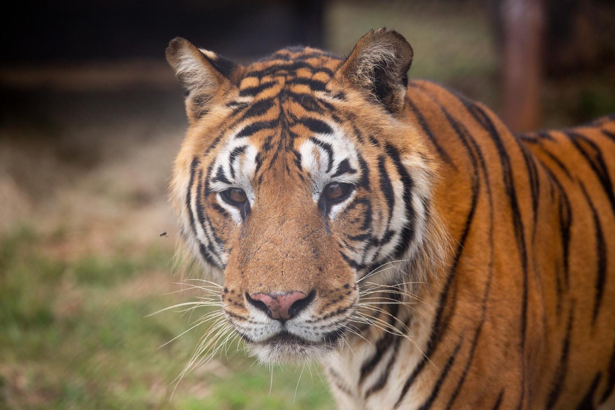 Villa Lionsrock Big Cat Sanctuary Bethlehem Esterno foto