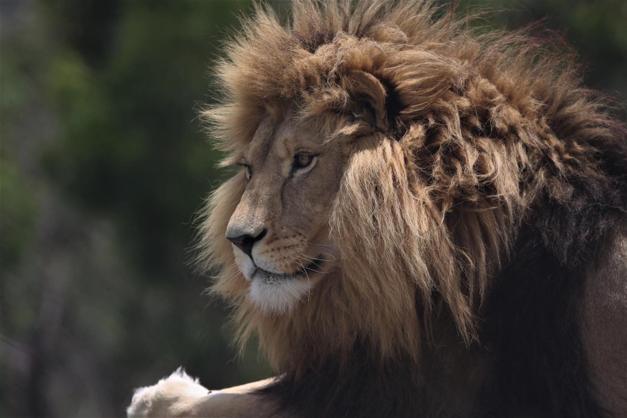 Villa Lionsrock Big Cat Sanctuary Bethlehem Esterno foto