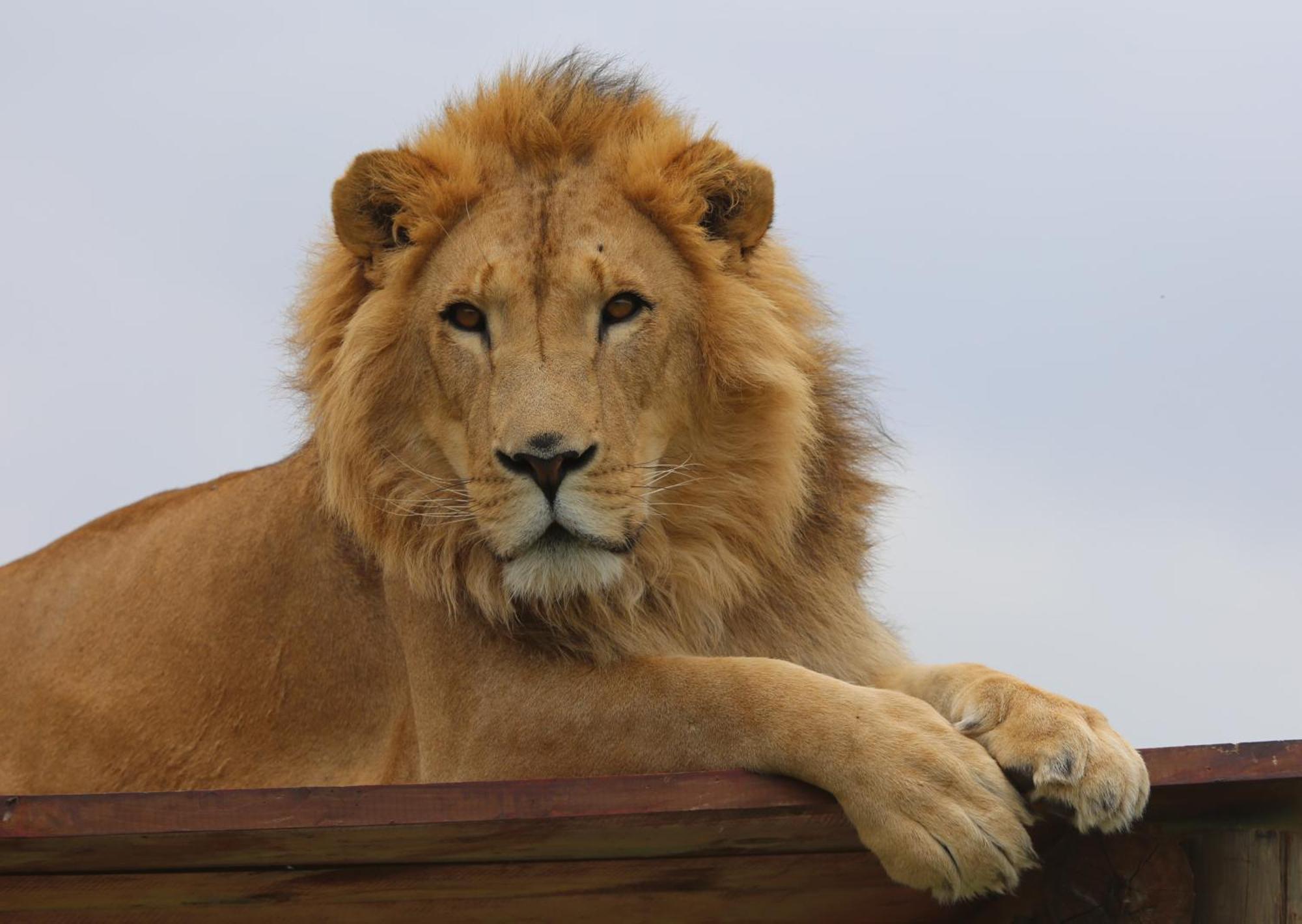 Villa Lionsrock Big Cat Sanctuary Bethlehem Esterno foto