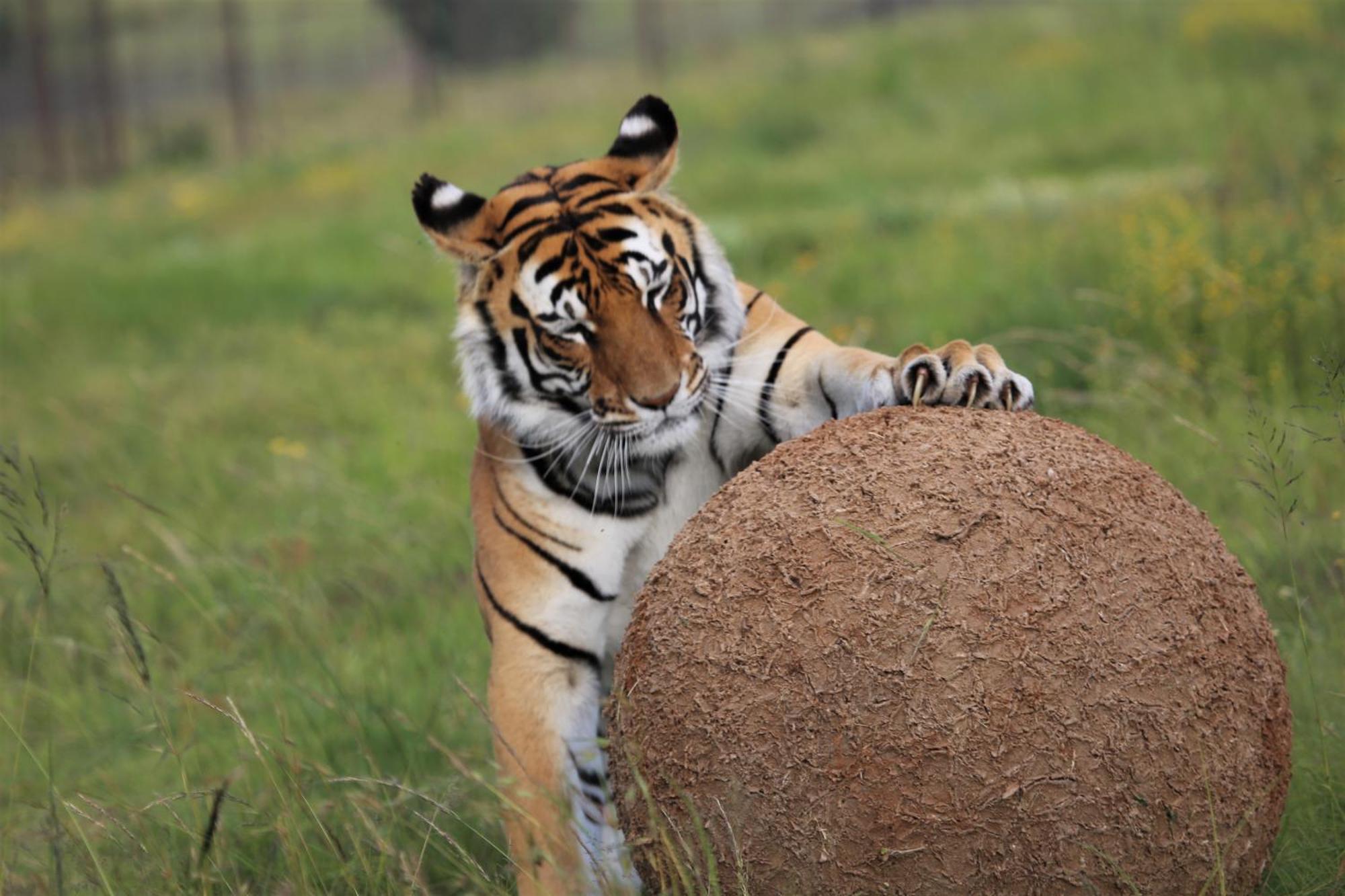 Villa Lionsrock Big Cat Sanctuary Bethlehem Esterno foto
