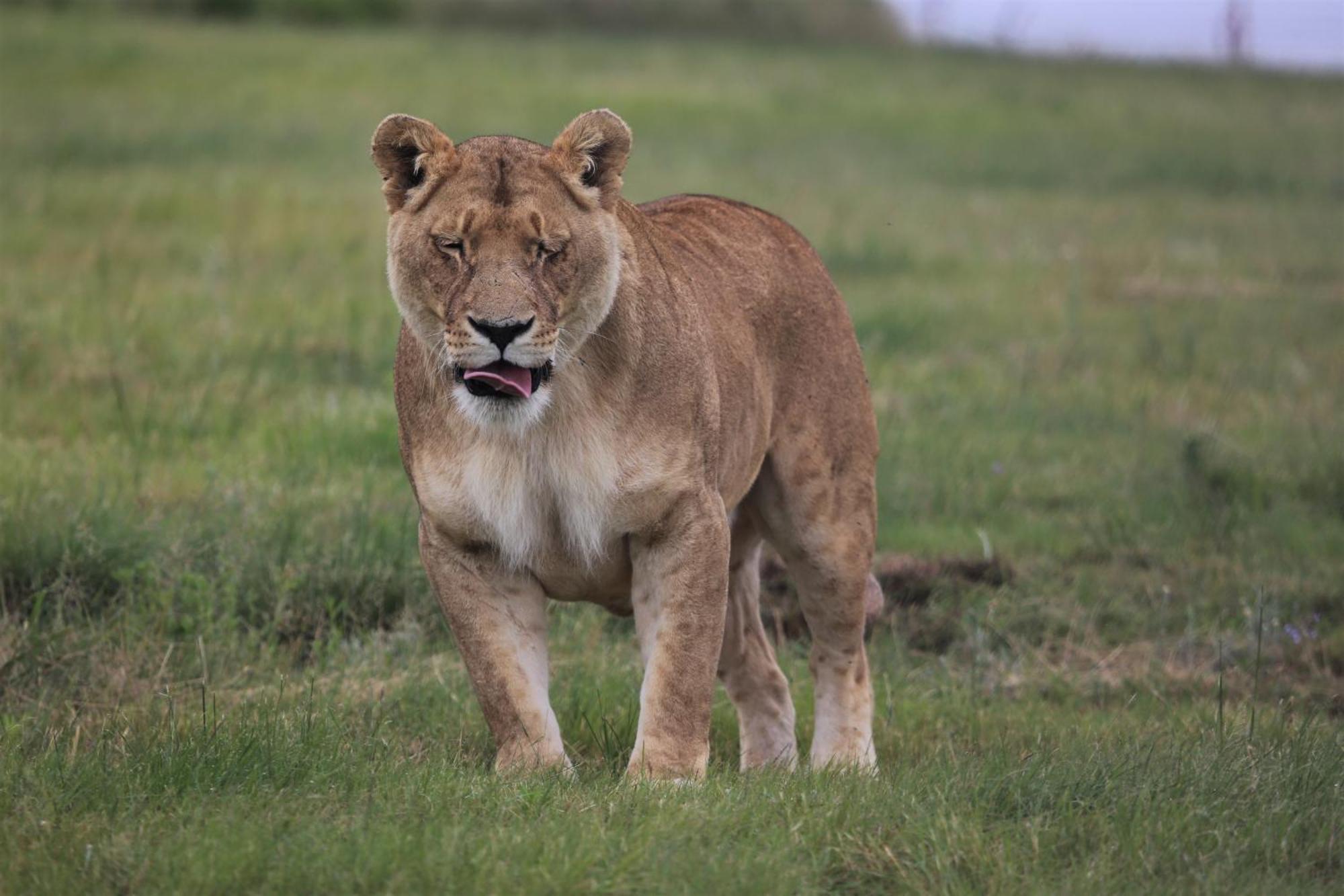 Villa Lionsrock Big Cat Sanctuary Bethlehem Esterno foto