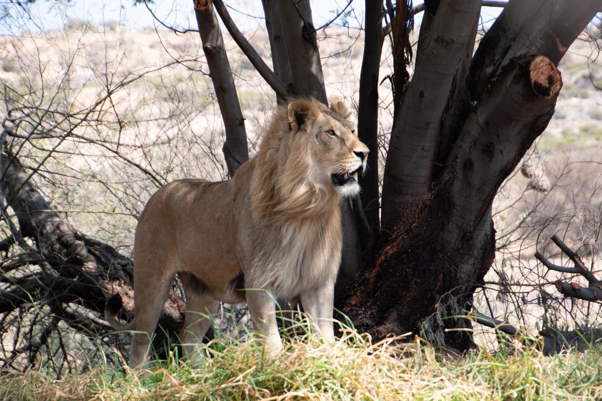 Villa Lionsrock Big Cat Sanctuary Bethlehem Esterno foto