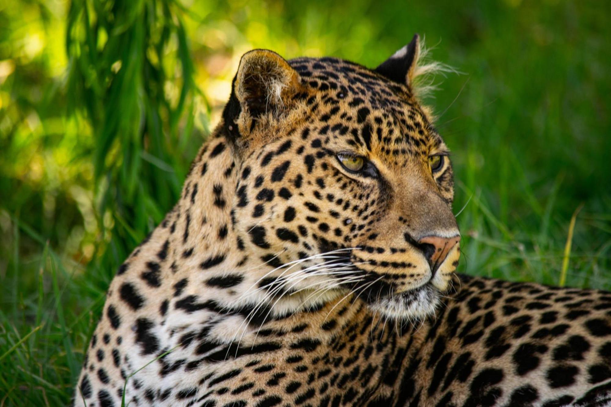 Villa Lionsrock Big Cat Sanctuary Bethlehem Esterno foto