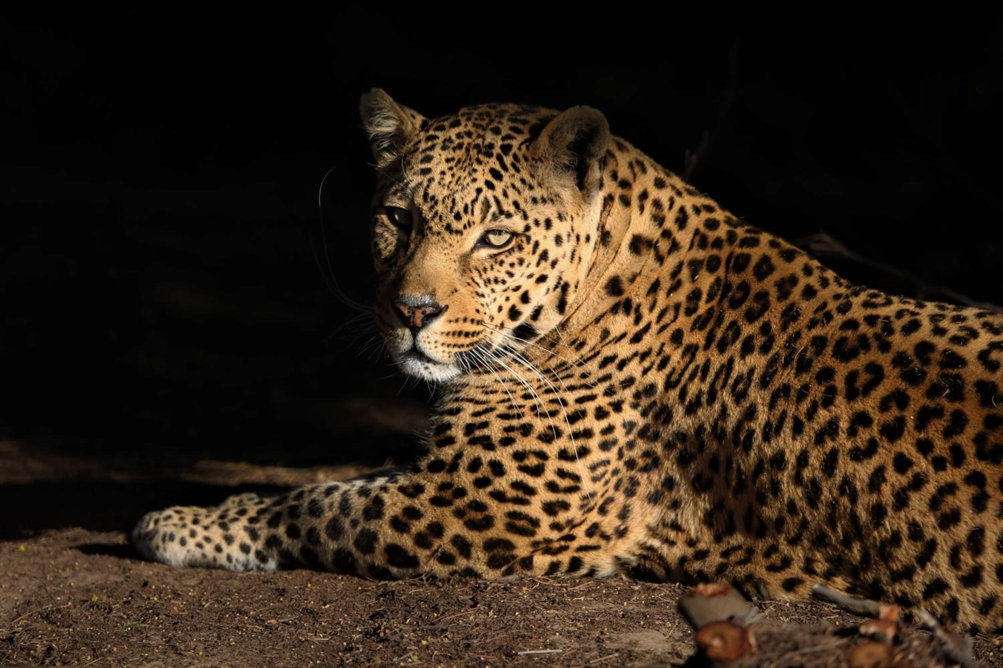 Villa Lionsrock Big Cat Sanctuary Bethlehem Esterno foto