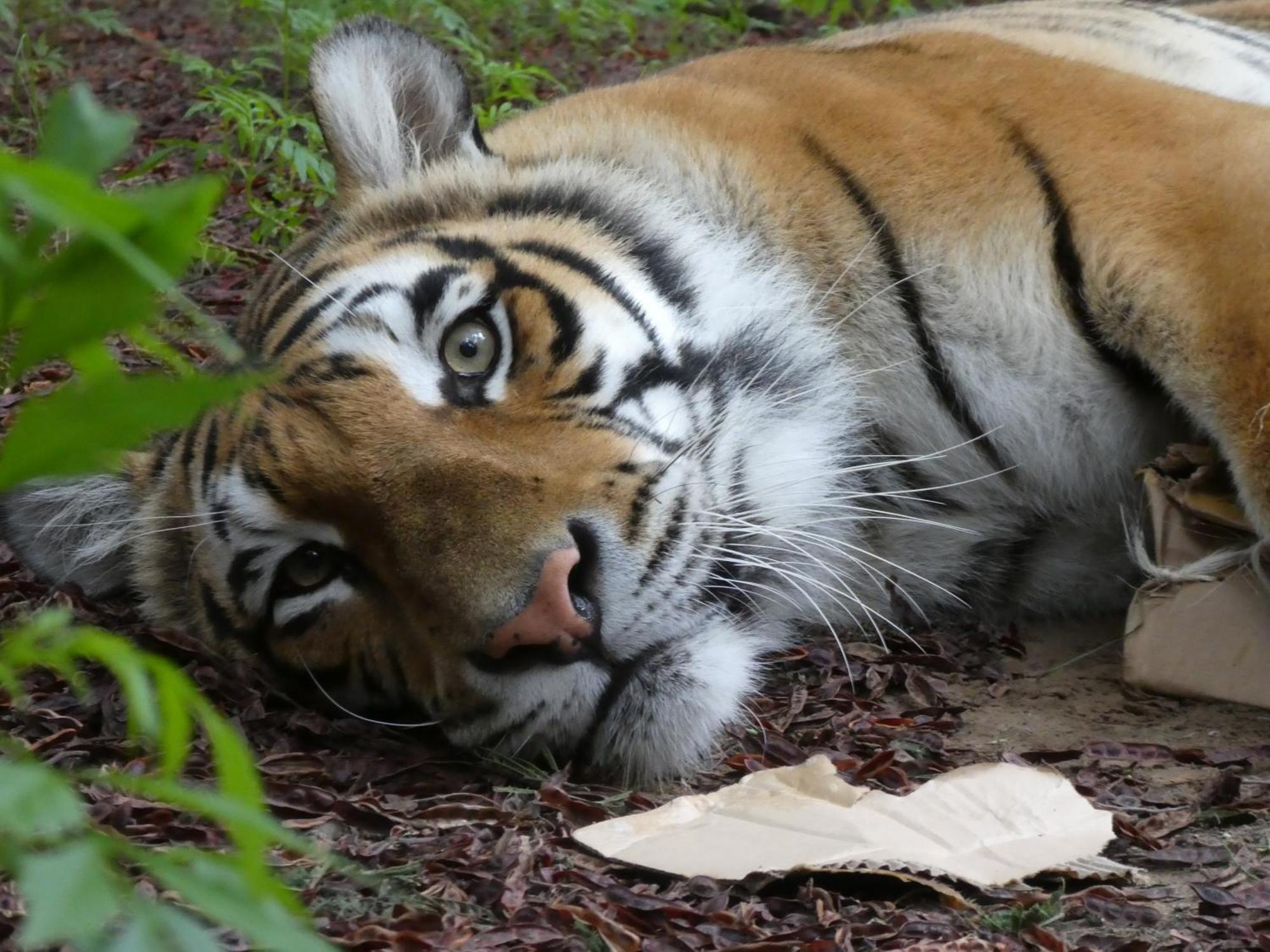 Villa Lionsrock Big Cat Sanctuary Bethlehem Esterno foto
